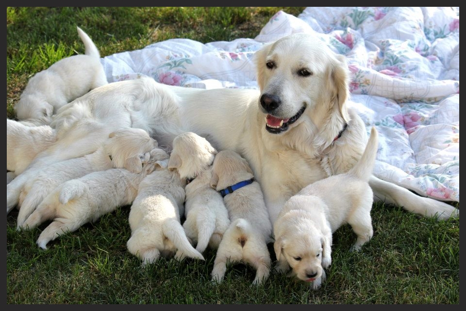 golden retriever manitoba golden retirevers goldsmith retrievers gretna manitoba canada golden retriever manitoba golden retirevers goldsmith retrievers gretna manitoba canada