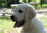 Valik is staying at Tramin Kennel in the Ukraine - being trained and shown by Lena Ushan